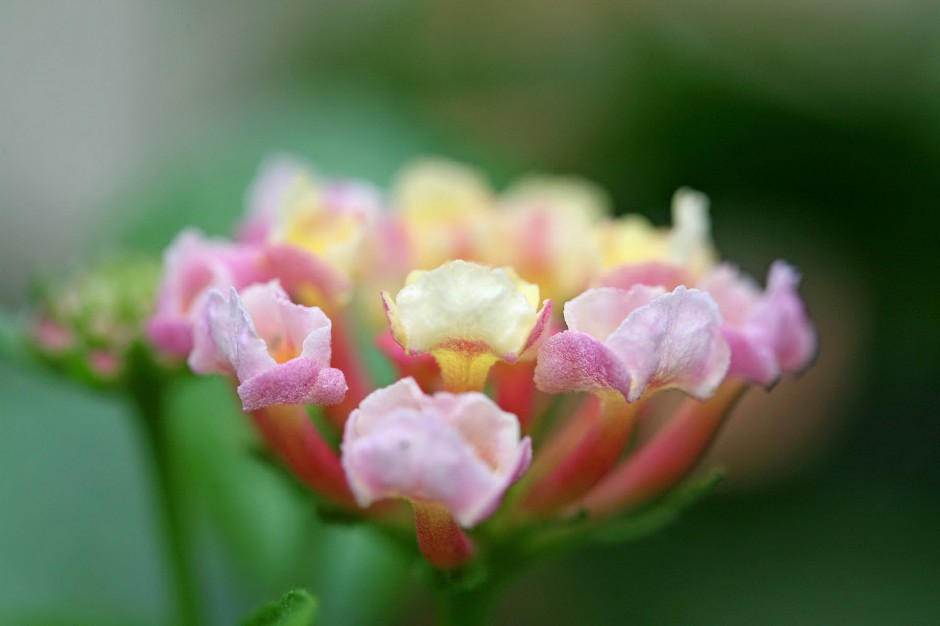 五色梅花娇艳绽放唯美风景美图