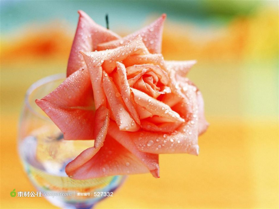 鲜花素材唯美娇艳的粉玫瑰