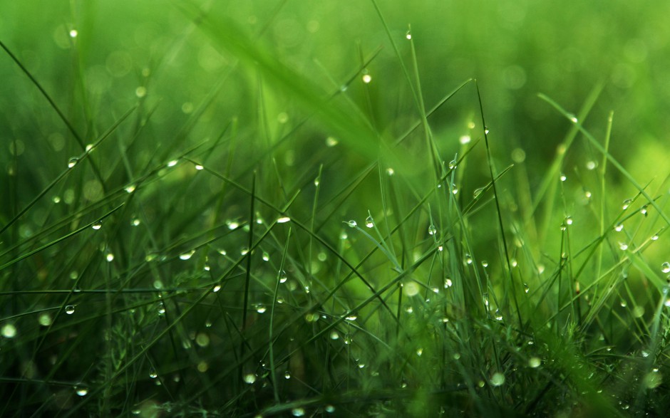 清晨雨后浪漫花卉水珠梦幻美景