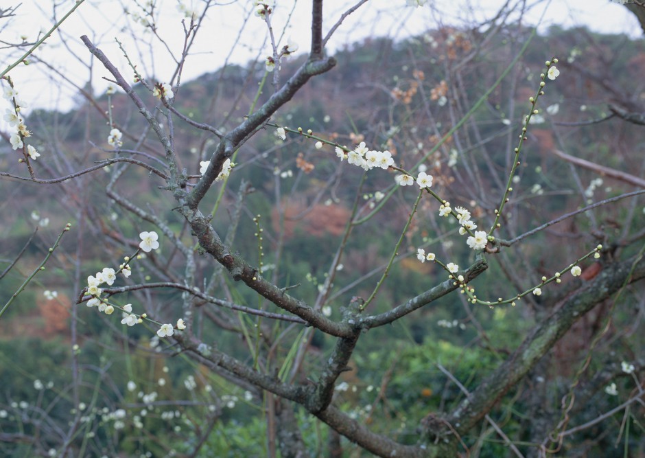 冬日傲骨绽放清新梅花精致风景