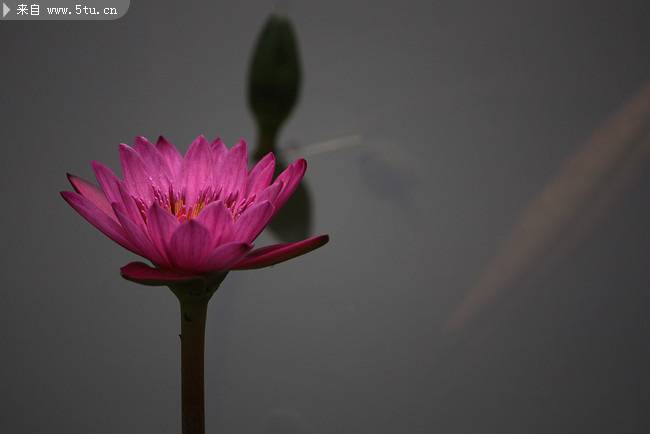 池塘中的红色莲花摄影图片