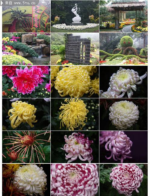 典雅高清杭白菊植物背景图片