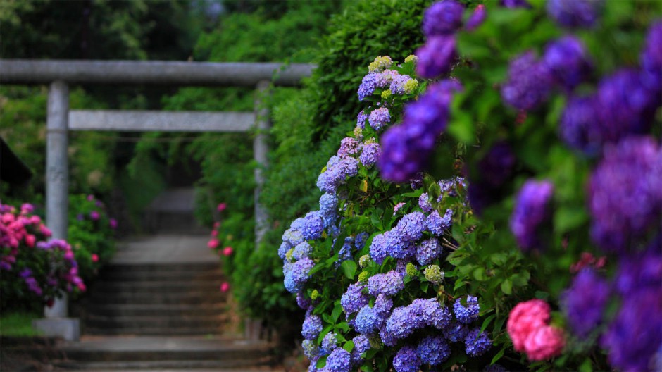 高清电脑壁纸大全梦幻紫阳花灿烂盛放美景