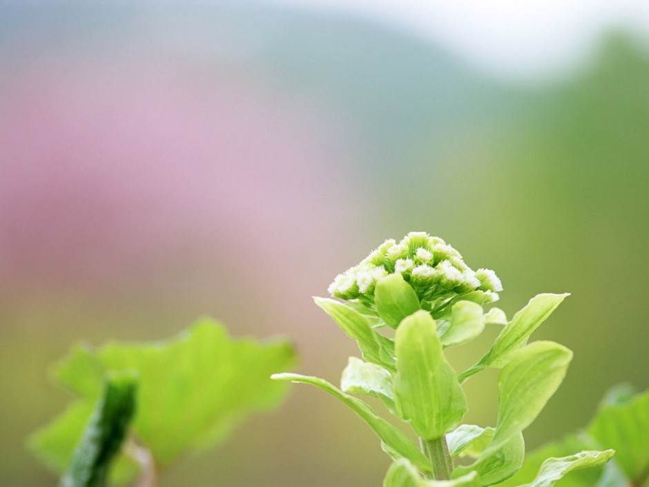 山花烂漫 高清壁纸