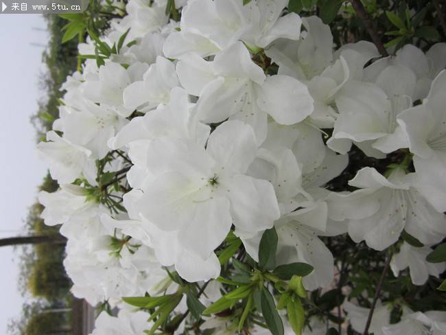 白杜鹃花卉图片