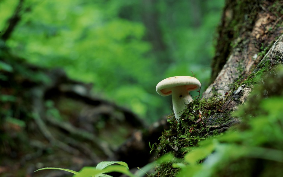 丛林野生菌类蘑菇高清特写壁纸