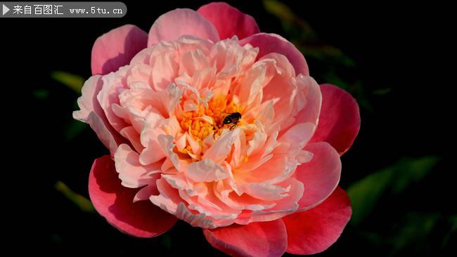 花团锦簇的芍药花图片
