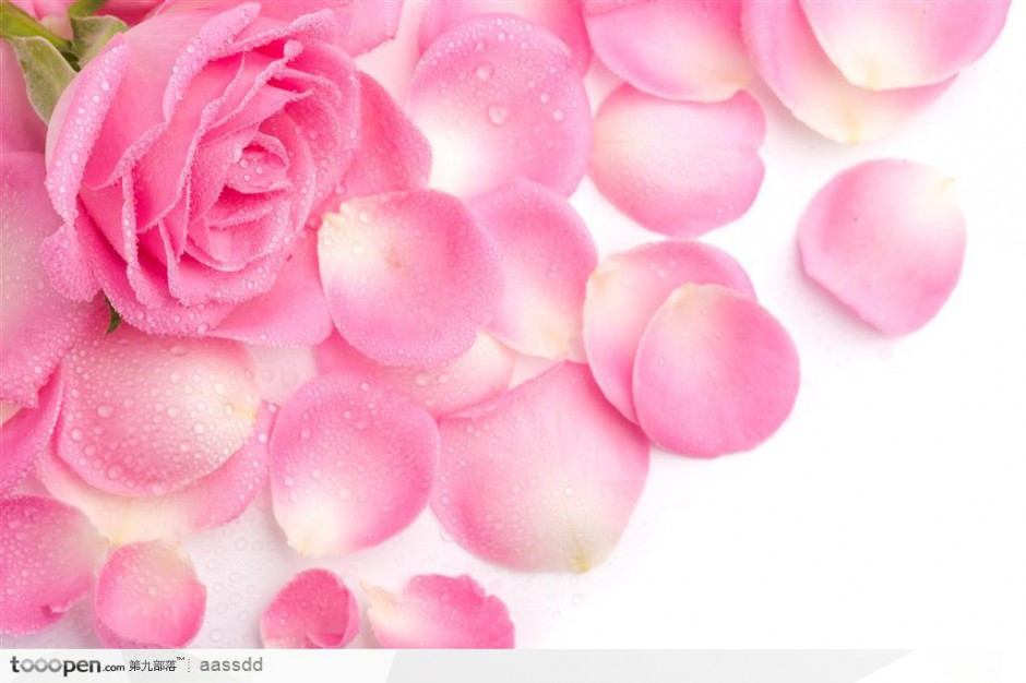 粉色玫瑰花图片背景素材