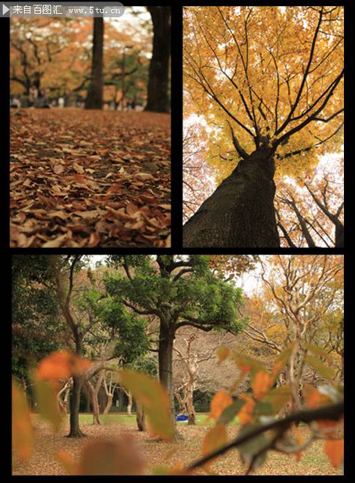 秋天参天大树秀丽风景美图图片
