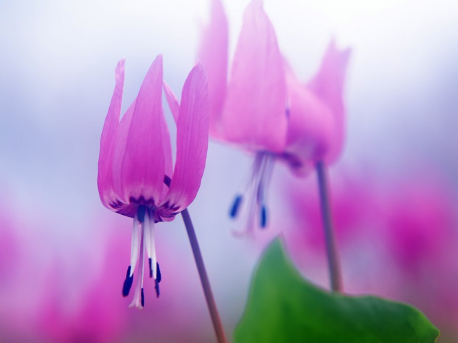 山花烂漫 高清壁纸