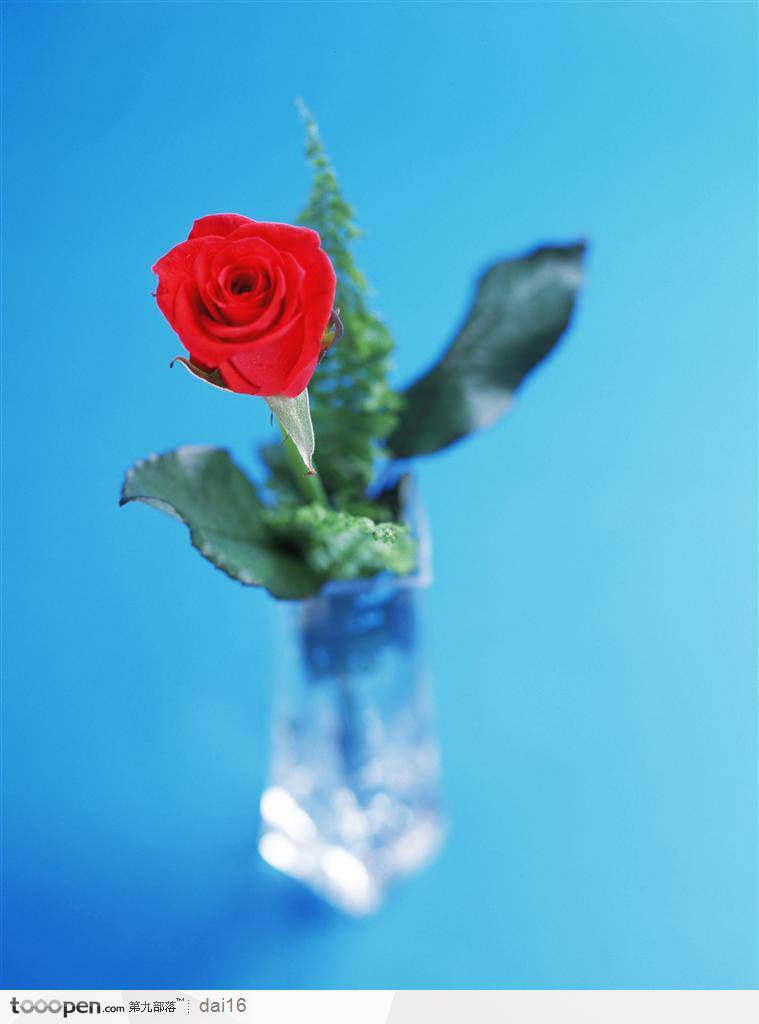 花瓶中的红玫瑰高清图片