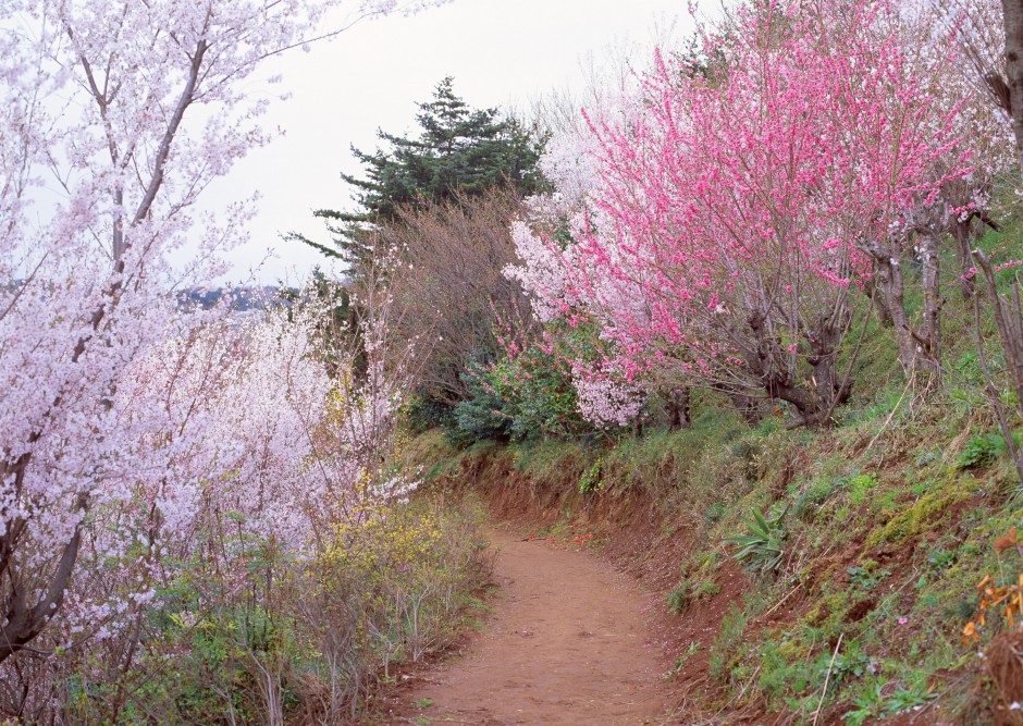 冬日傲骨绽放清新梅花精致风景