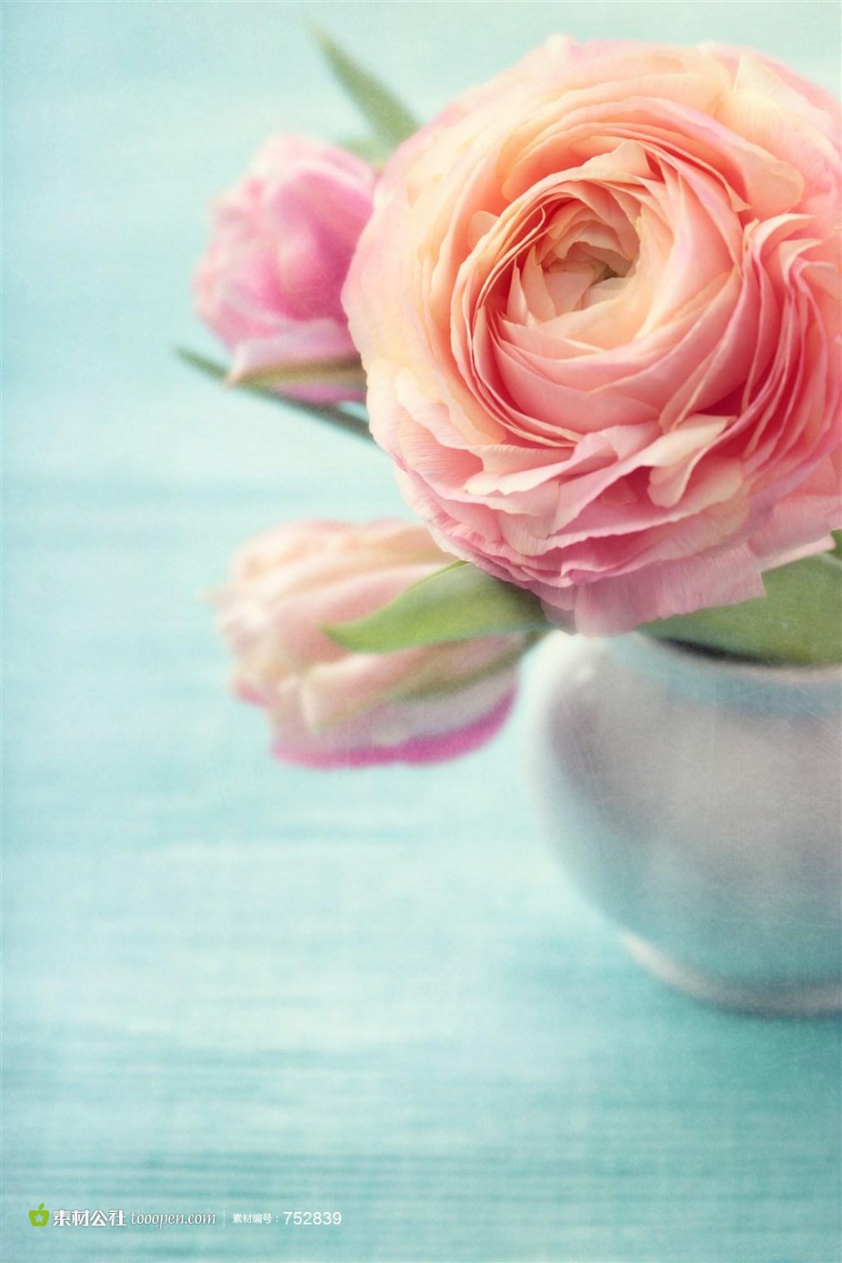 素雅清新风格瓶中玫瑰精美图片素材