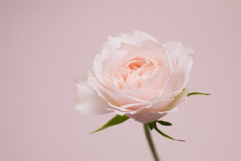 清新粉色玫瑰浪漫自然风景写真