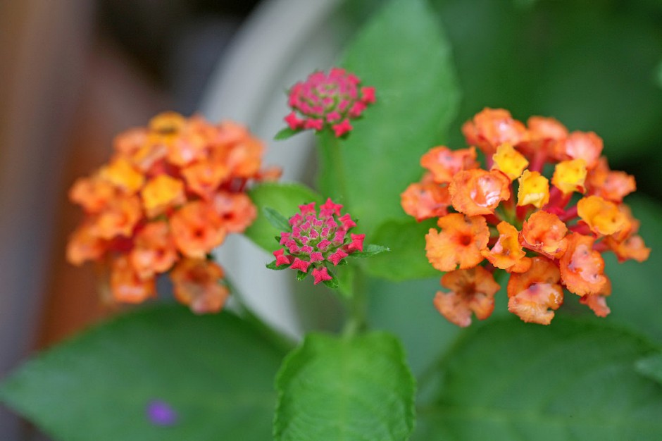 五色梅花娇艳绽放唯美风景美图