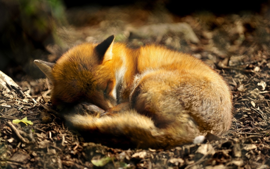 熟睡的狐狸高清动物壁纸