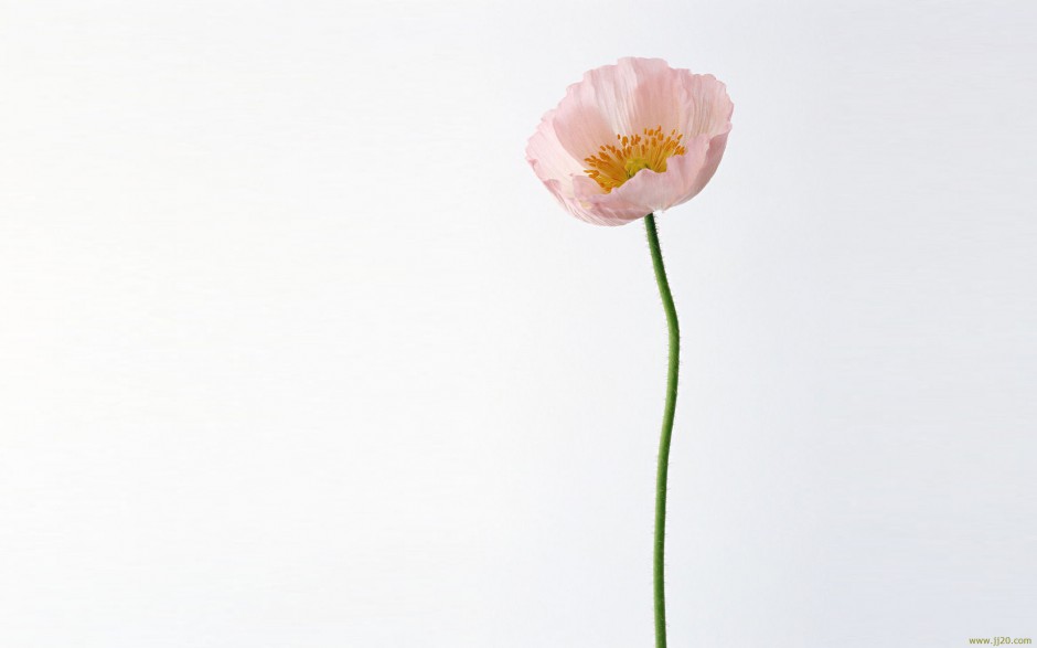 素雅罂粟花浪漫自然植物花卉风景壁纸