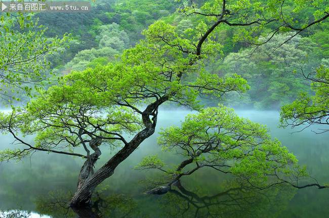 云雾缭绕的绿树高清图片