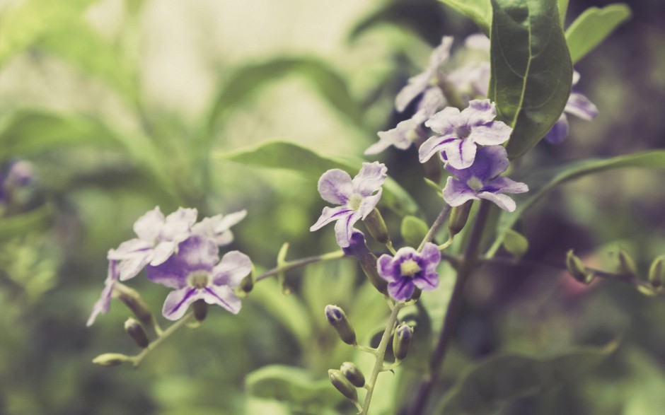 小清新浪漫花卉精美梦幻高清壁纸