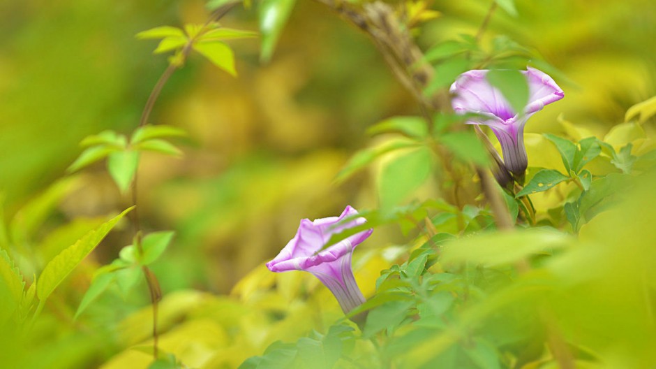 花卉壁纸 唯美牵牛花壁纸