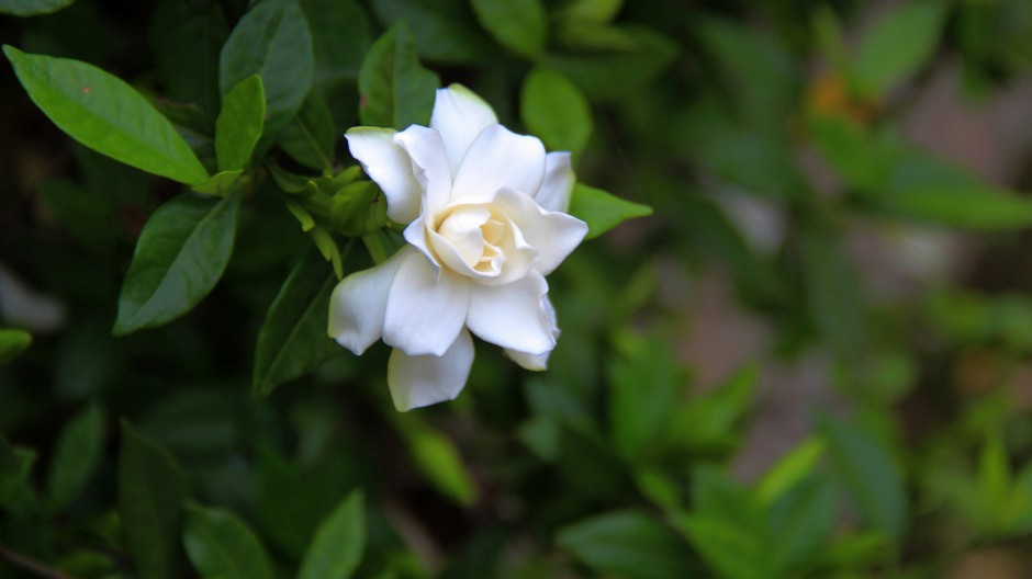 纯白栀子花浪漫花语壁纸