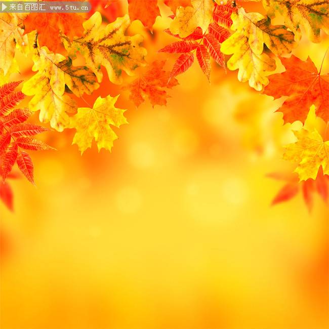 金色灿烂的秋天枫叶壁纸