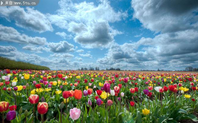 荷兰唯美郁金香花园图片