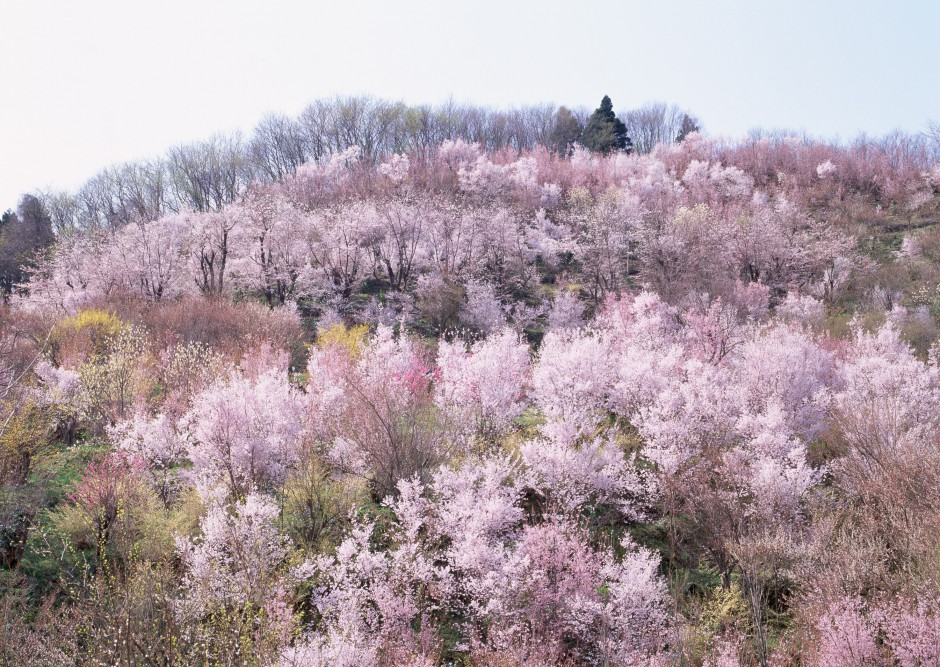 冬日傲骨绽放清新梅花精致风景