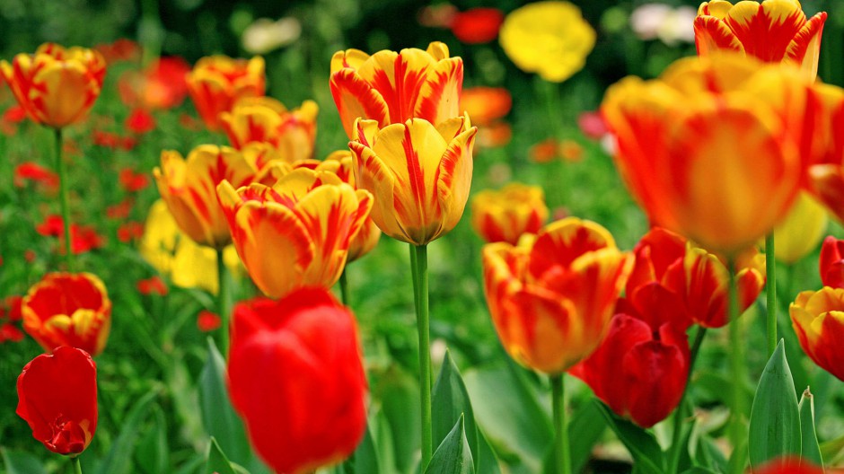 郁金香永恒的祝福浪漫唯美花海风景