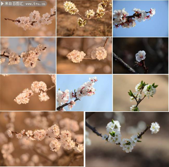 樱花图片唯美背景分享