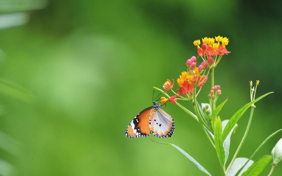 蝴蝶与花儿精美壁纸欣赏