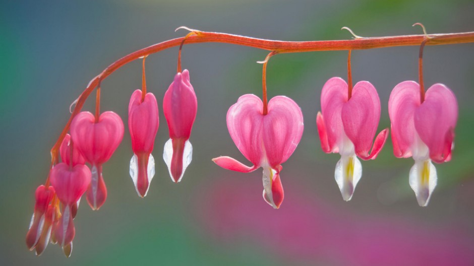 绿肥红瘦鲜花写真大图