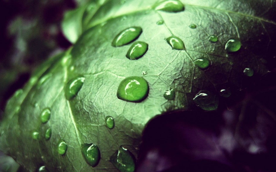 清新雨露浪漫风景个性高清电脑壁纸