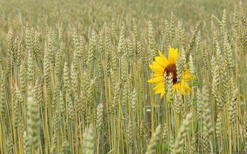 大自然唯美花卉娇艳绽放美景