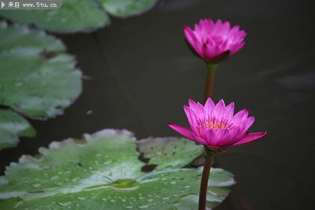 池塘中的红色莲花摄影图片