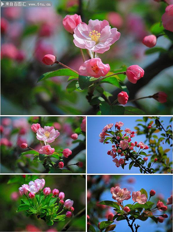 海棠花粉色花瓣唯美图片欣赏