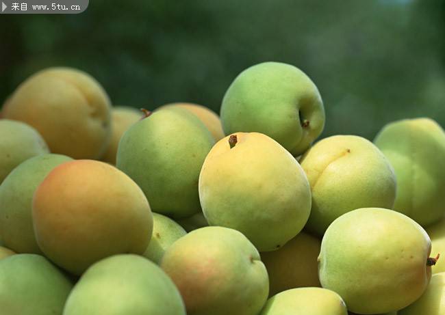 新鲜采摘的水果杏子图片