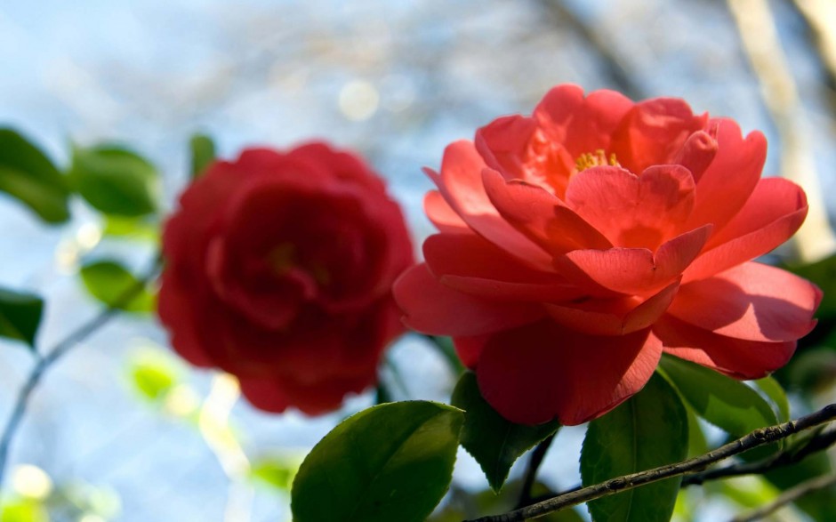 唯美花朵桌面壁纸红色山茶花