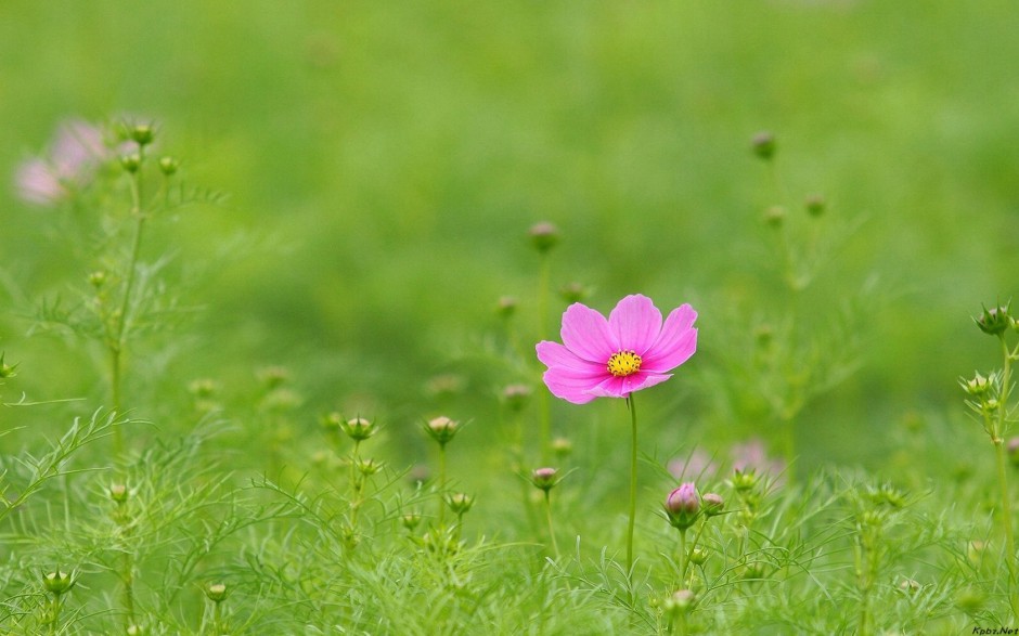 大波斯菊风中摇曳唯美风景壁纸