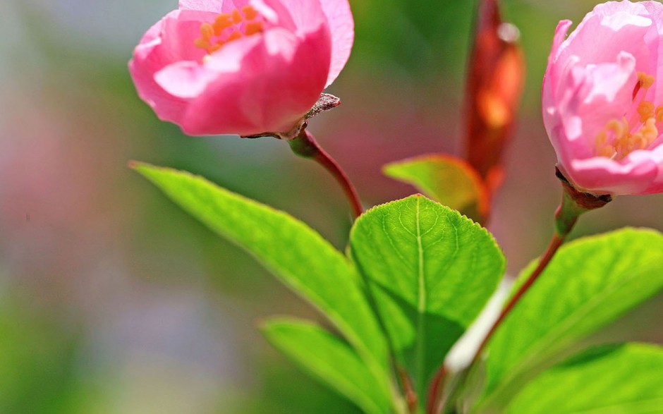 自然美丽海棠花风景桌面壁纸