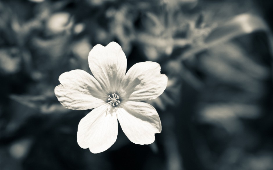 清新鲜花浪漫精致植物风景壁纸