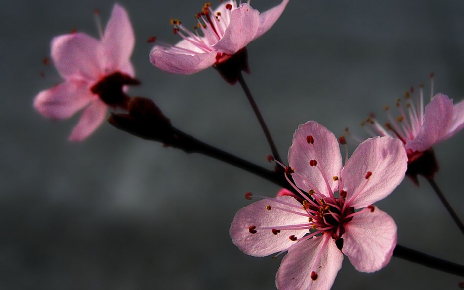 小清新浪漫花卉精美梦幻高清壁纸