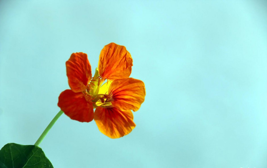 花 旱金莲植物高清桌面壁纸