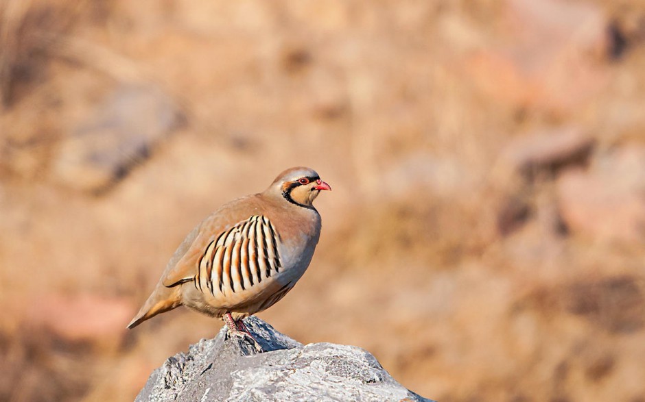 石鸡清新淡雅桌面壁纸