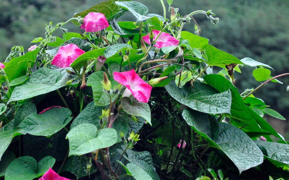 紫色牵牛花清晨盛放高清大屏壁纸