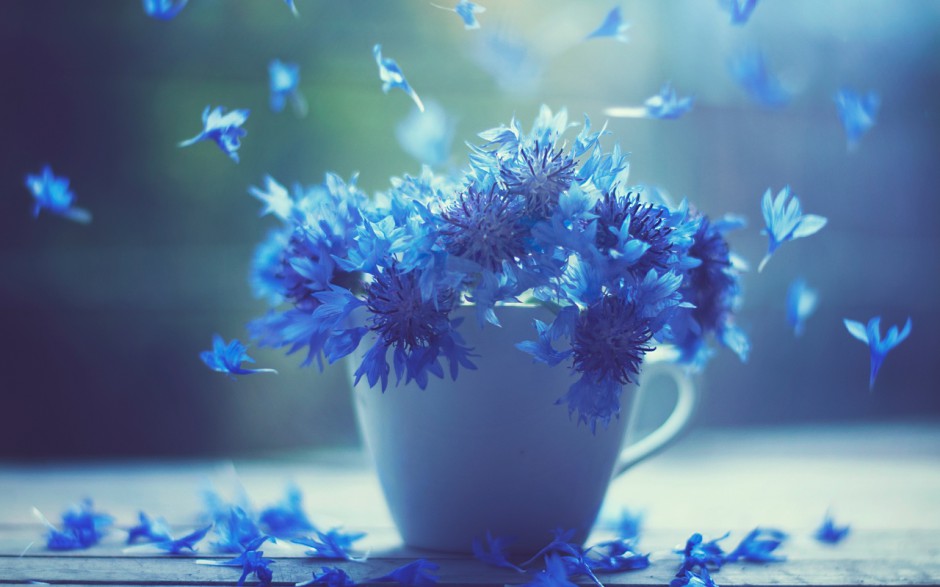 淡雅植物花卉风景壁纸