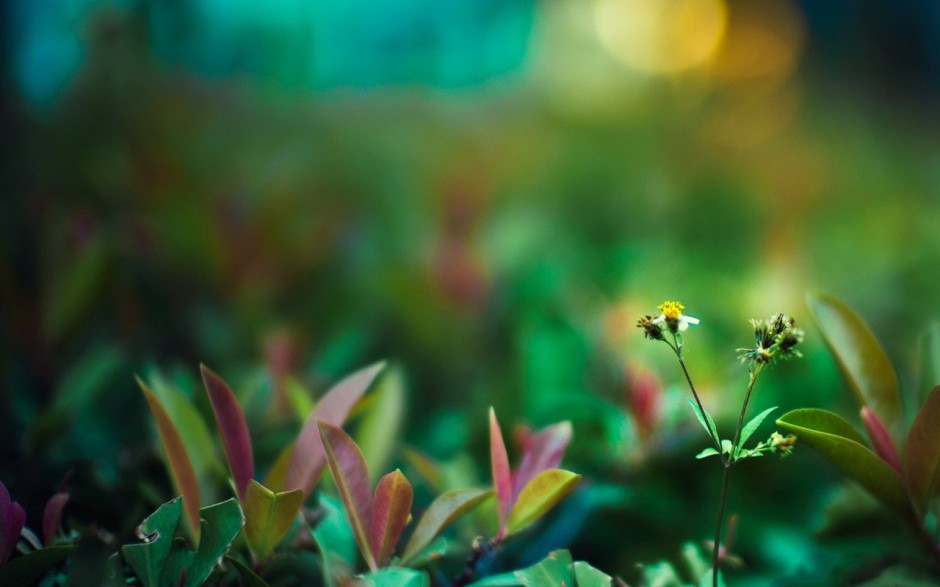 植物花卉精美壁纸高清图片