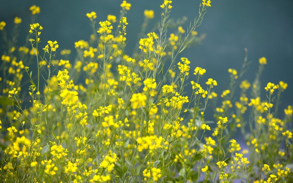 唯美油菜花高清花卉桌面壁纸