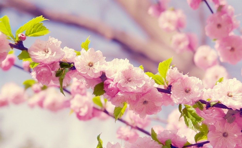 漂亮的日本樱花背景图片素材