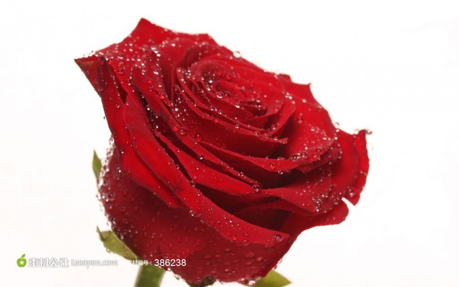 红玫瑰素材精致唯美